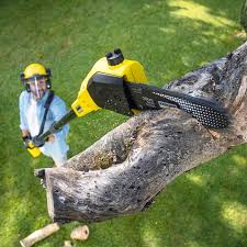 Best Stump Grinding and Removal  in Lenox, IA