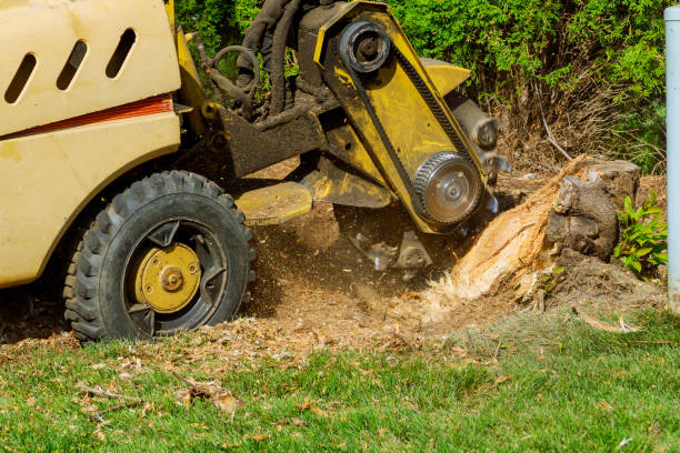 Reliable Lenox, IA Tree Care Services Solutions