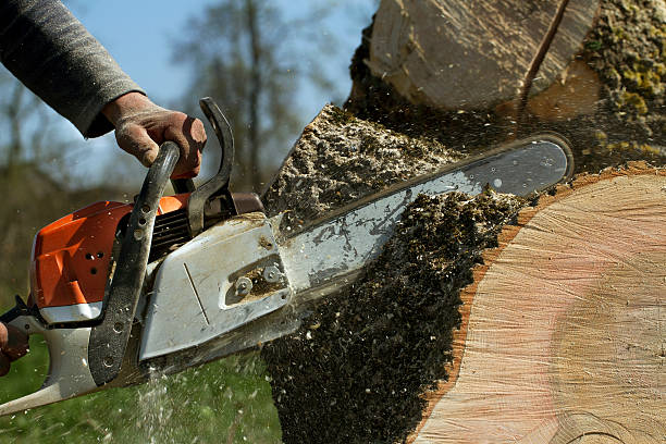 How Our Tree Care Process Works  in  Lenox, IA